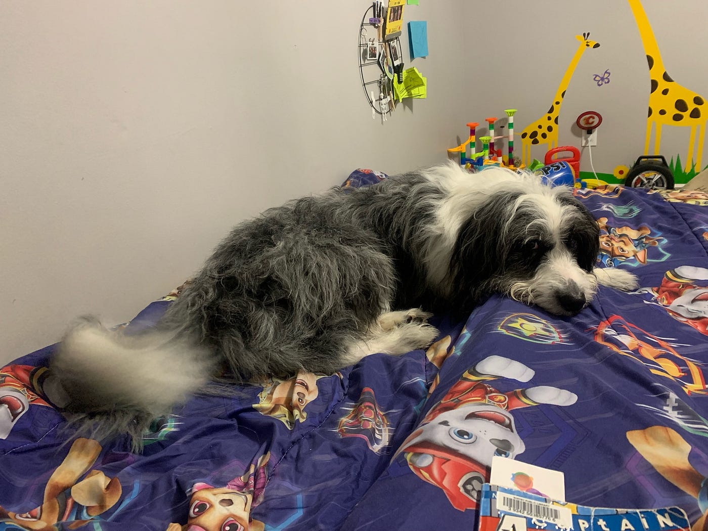 어린이 침대에 누워 있는 오시 두들견