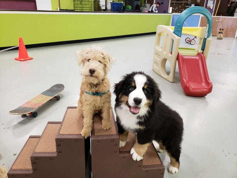 Puppy training near store me