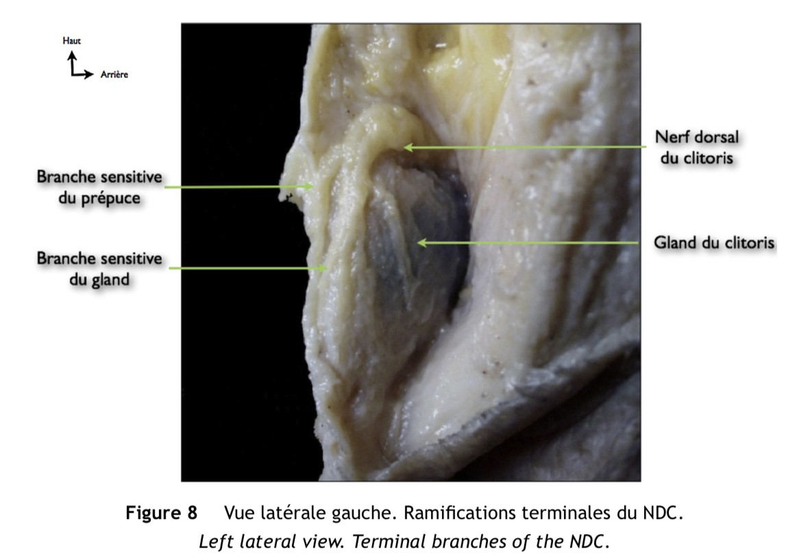 Cool photos of the clitoris (from medical sources, not porn) | by Jessica  Pin | Medium