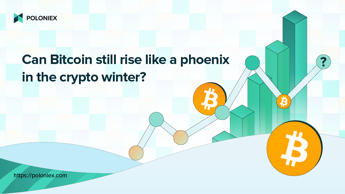 Can Bitcoin still rise like a phoenix in the crypto winter? | by Poloniex |  The Poloniex blog | Medium