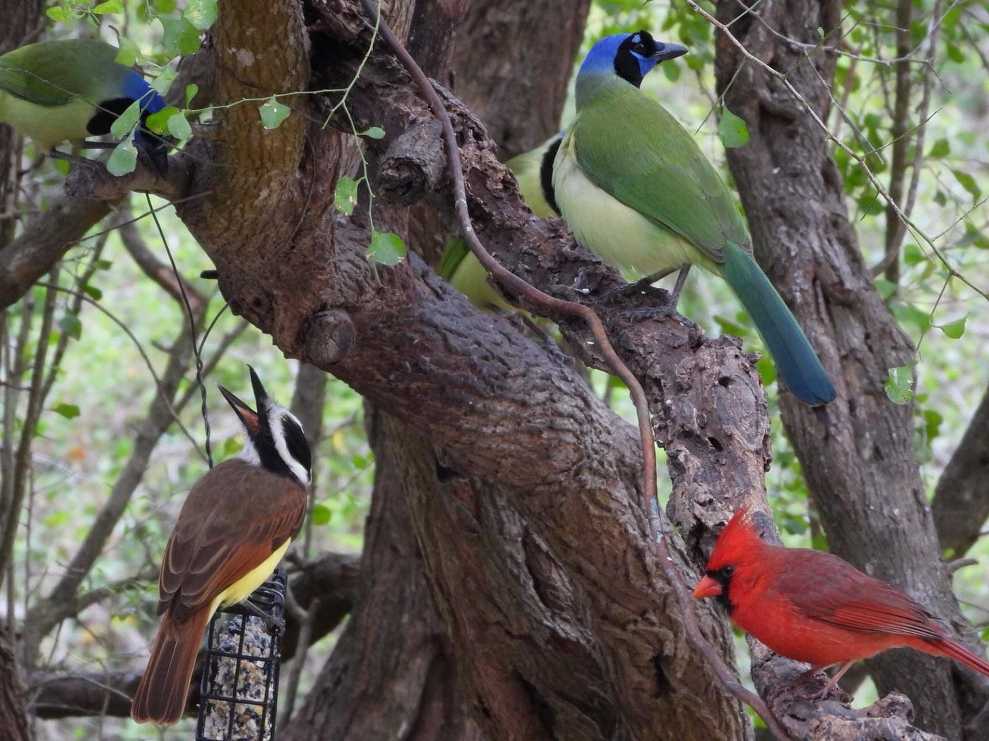 Where Does Birds of a Feather Come From: Surprising Origins Revealed