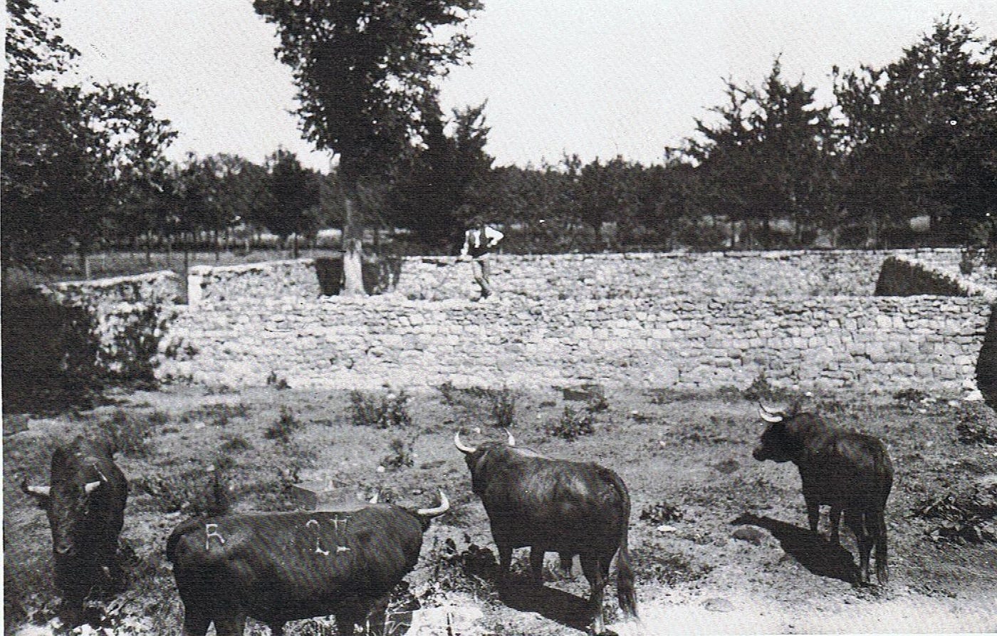 Toros a resguardo en el corral de el Sario. Foto de Fidel Veramendi publicada en el blog ‘desolvidar’.
