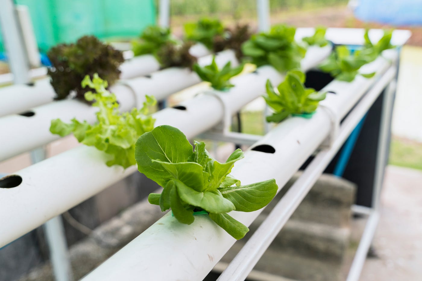 Aquaponics and Hydroponics Systems and Equipment Market Outlook 2024–2033