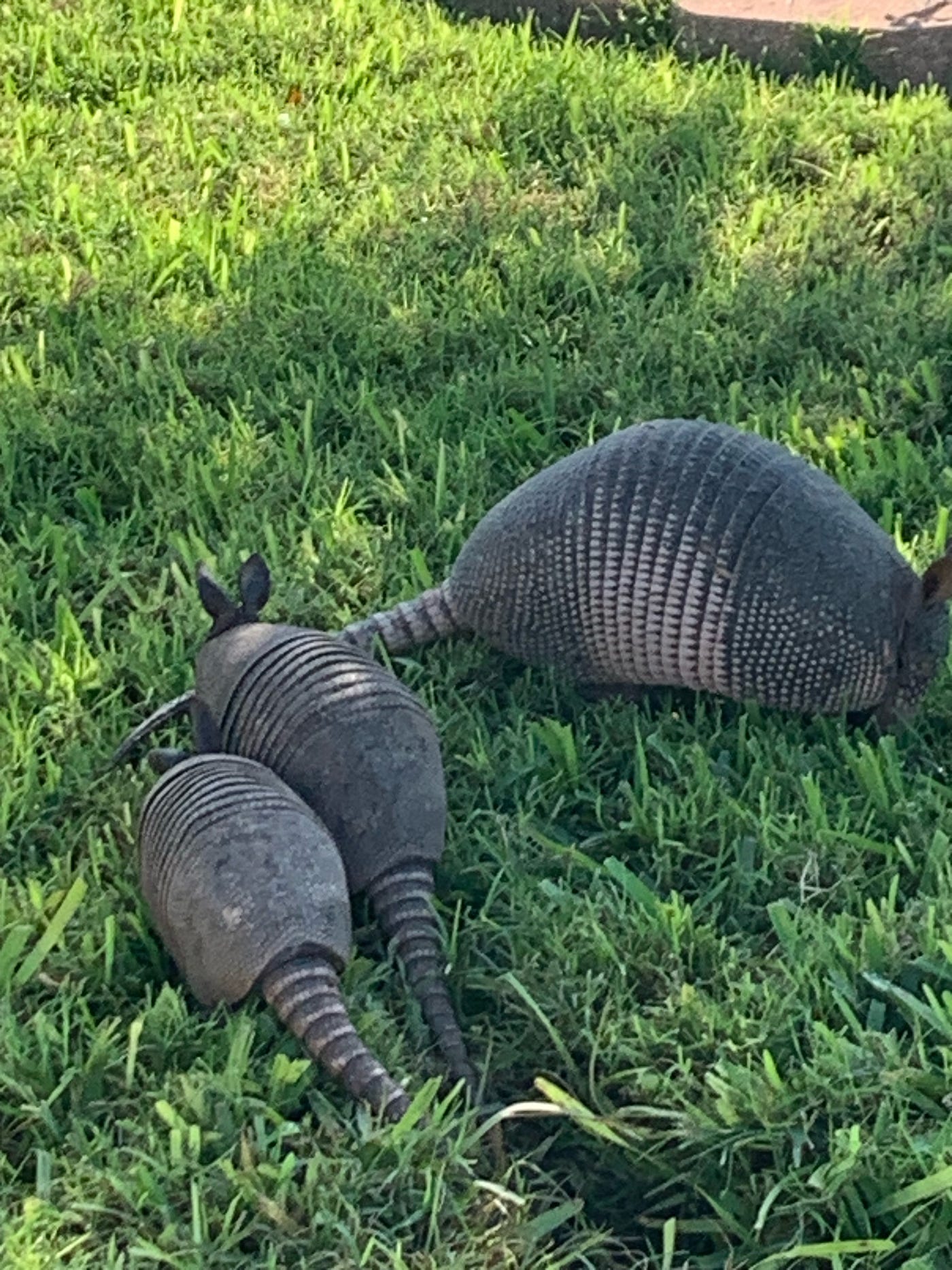Muscovy Duck, Mockingbird in flight and armadillo family. Photos by author