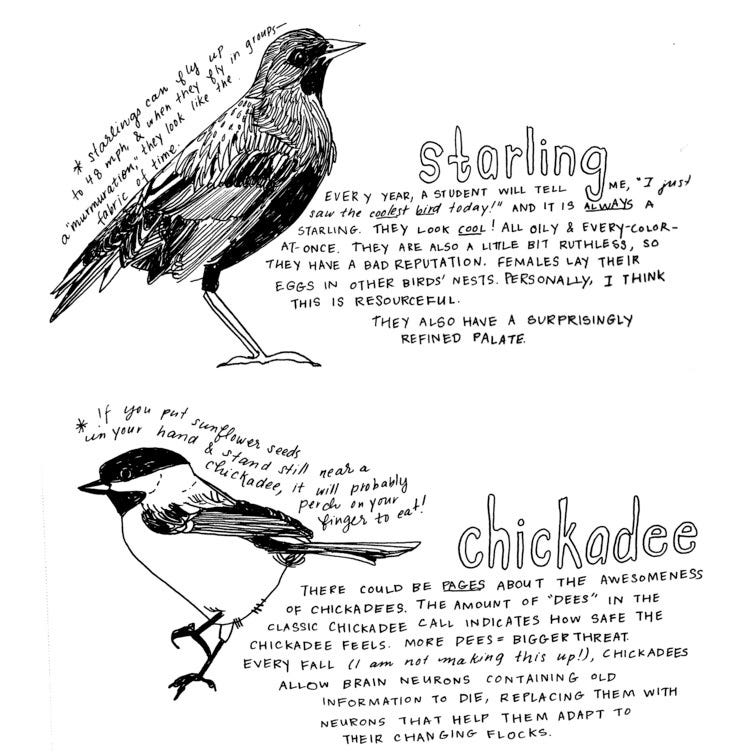 How to Call Birds near Me: Easy Tips to Attract Birds Fast