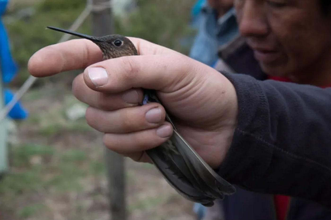 Giant hummingbird (Patagona gigas), in hand. This is the largest hummingbird species and is found only in the high Andes, between 2,000 and 4,300 m (6,600 and 14,100 ft) above sea level. It is the only member of the Patagona Hummingbird Clade. (Credit: Jimmy A McGuire / doi:10.1016/j.cub.2014.03.016)