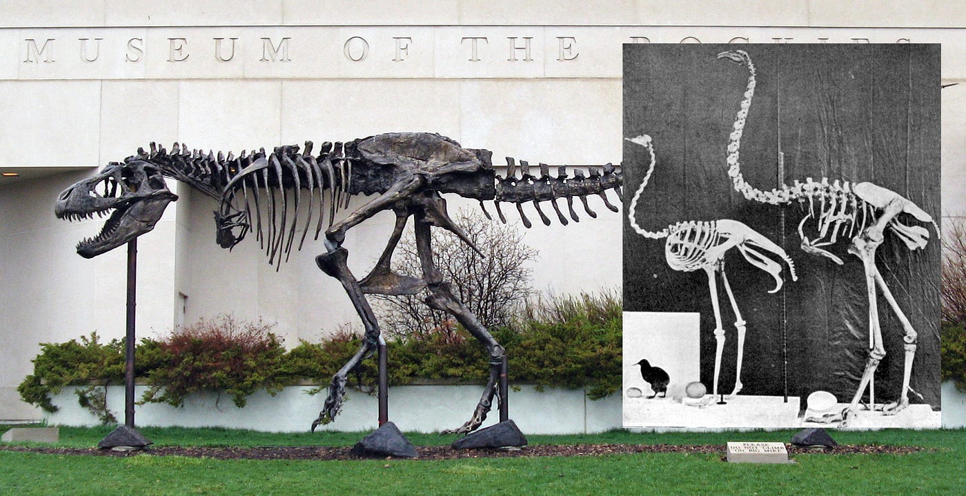 T-Rex skeleton and skeletons of dinorus and ostrich (images wikimedia commons here and here)