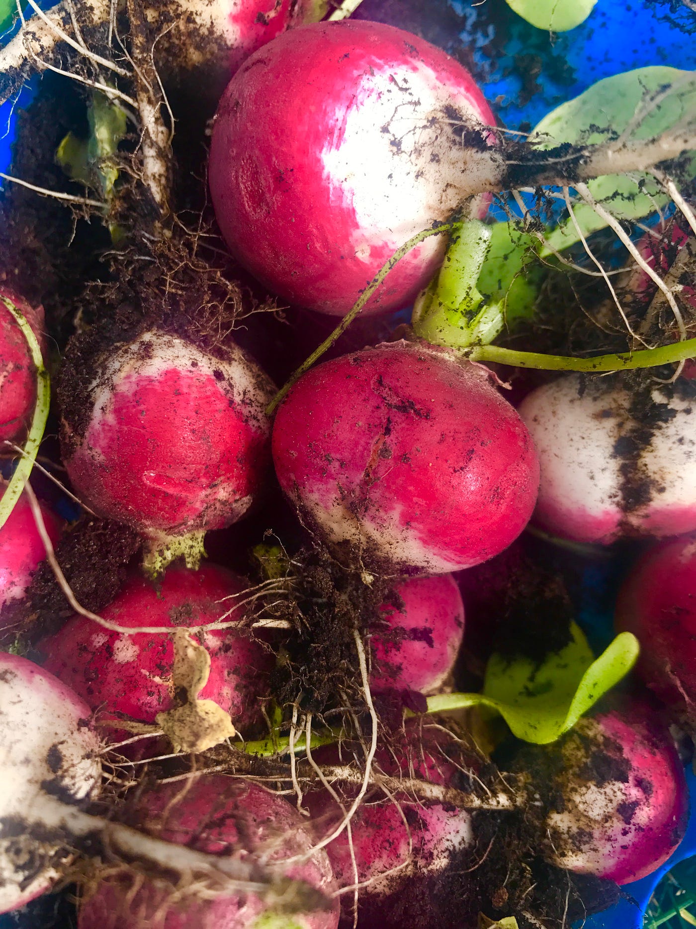 Grow Fooding in Grocery Bags