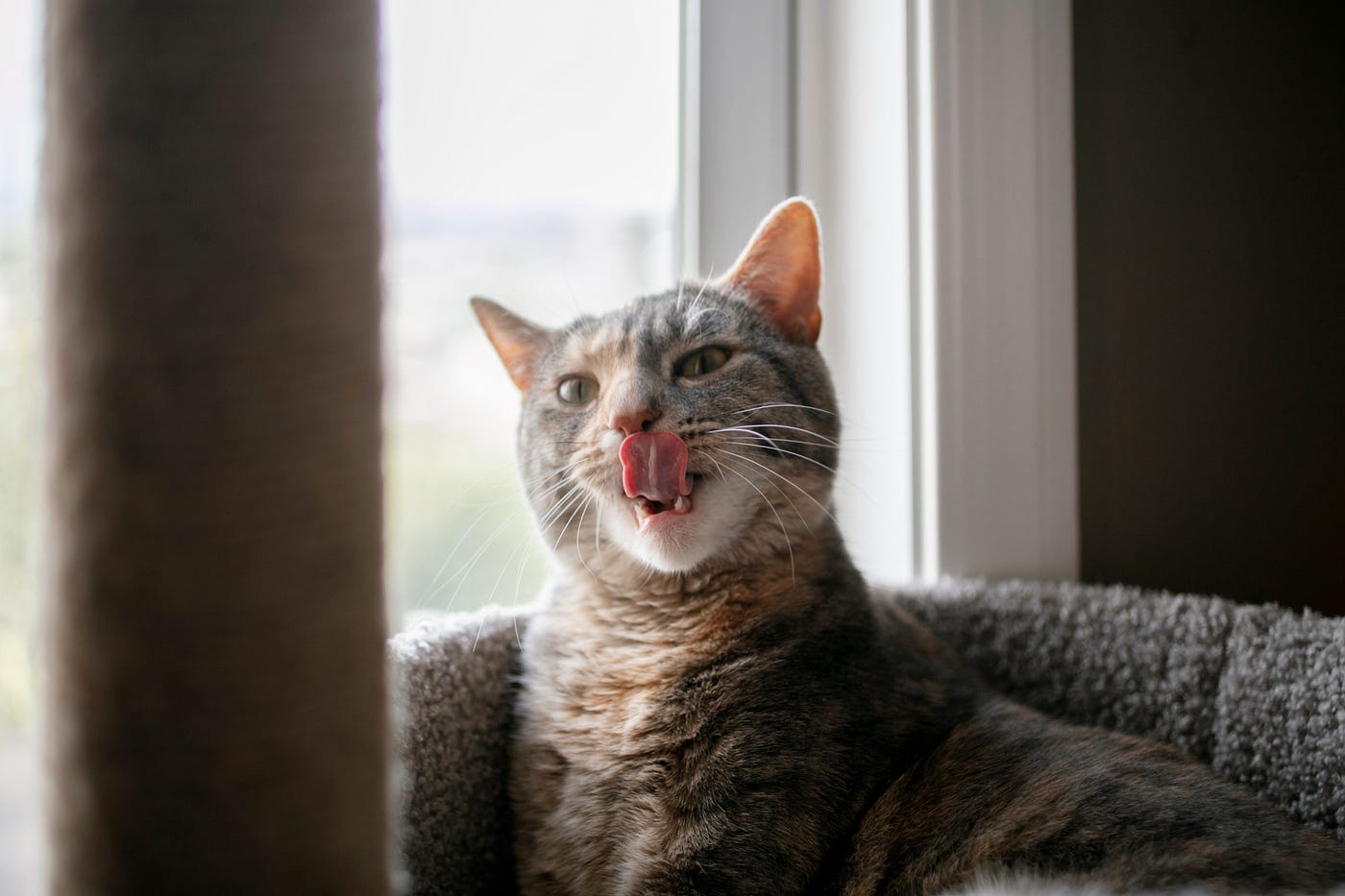 Mundgeruch bei Katzen: Ursachen, Hausmittel und Pflege-Tipps