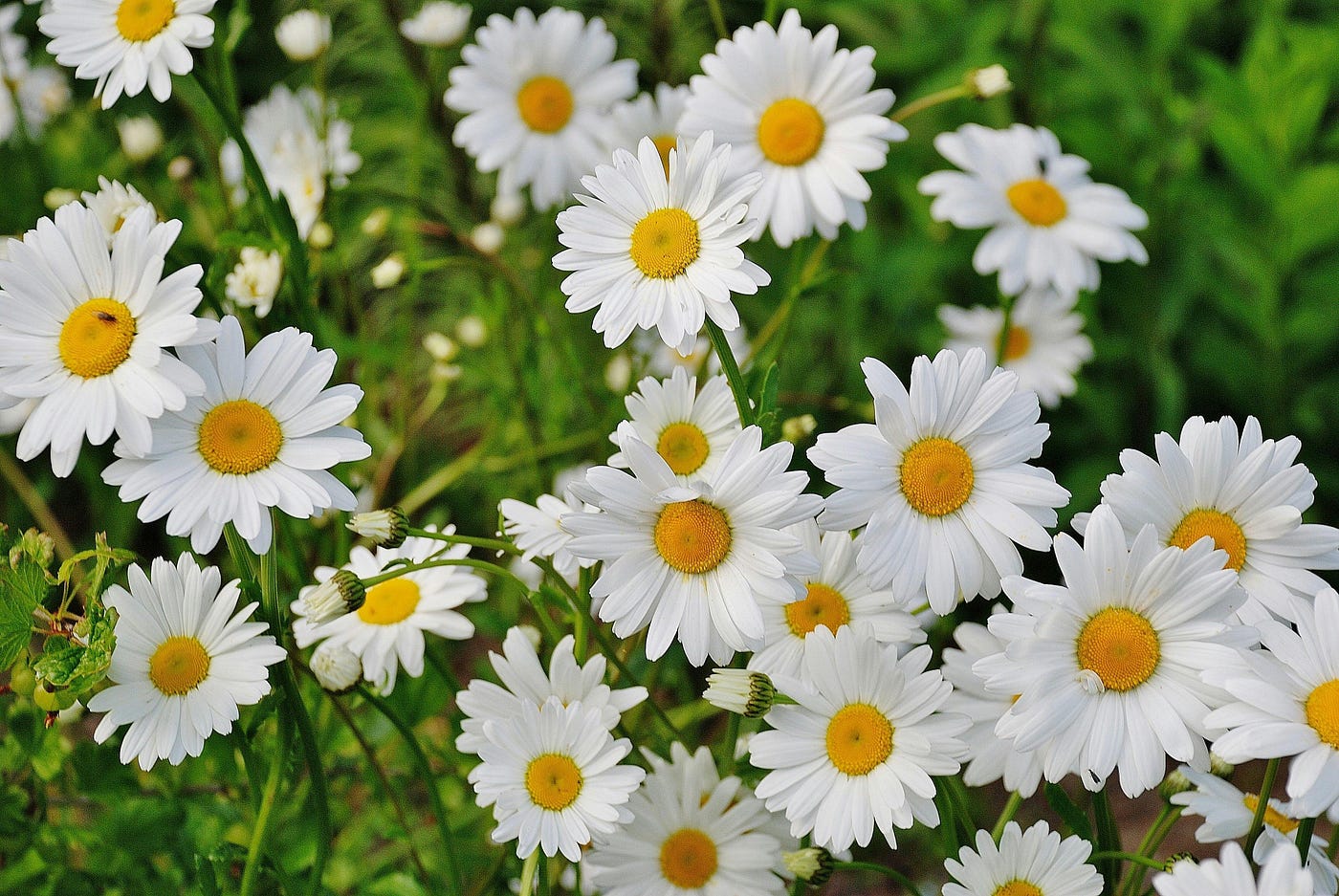 Foto di Pixabay: https://www.pexels.com/it-it/foto/fiore-della-margherita-bianca-67857/