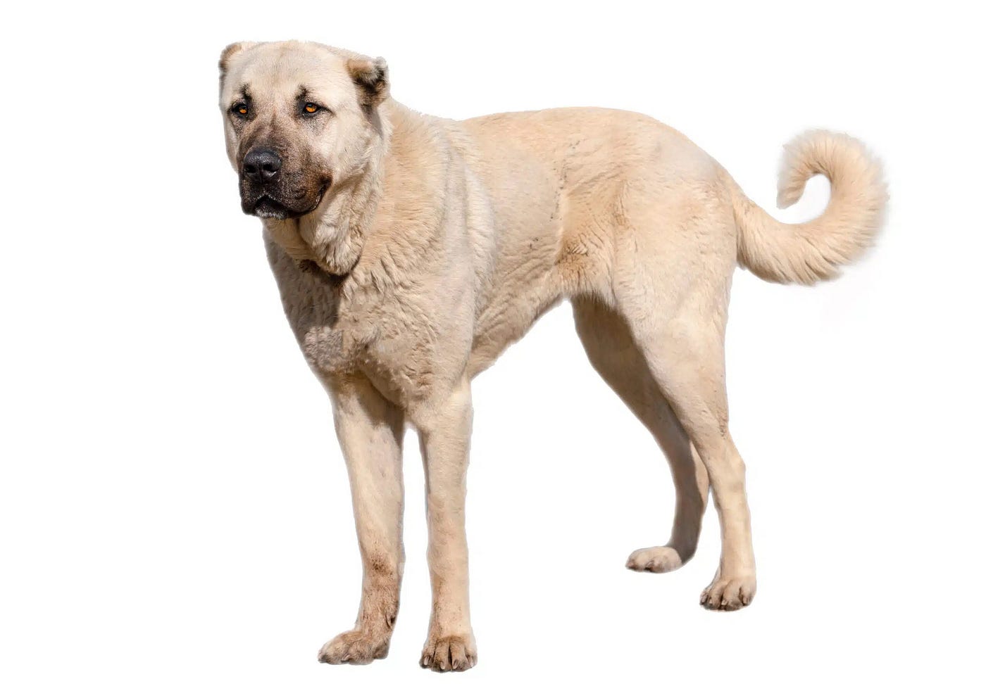 Kangal deals dogs 101