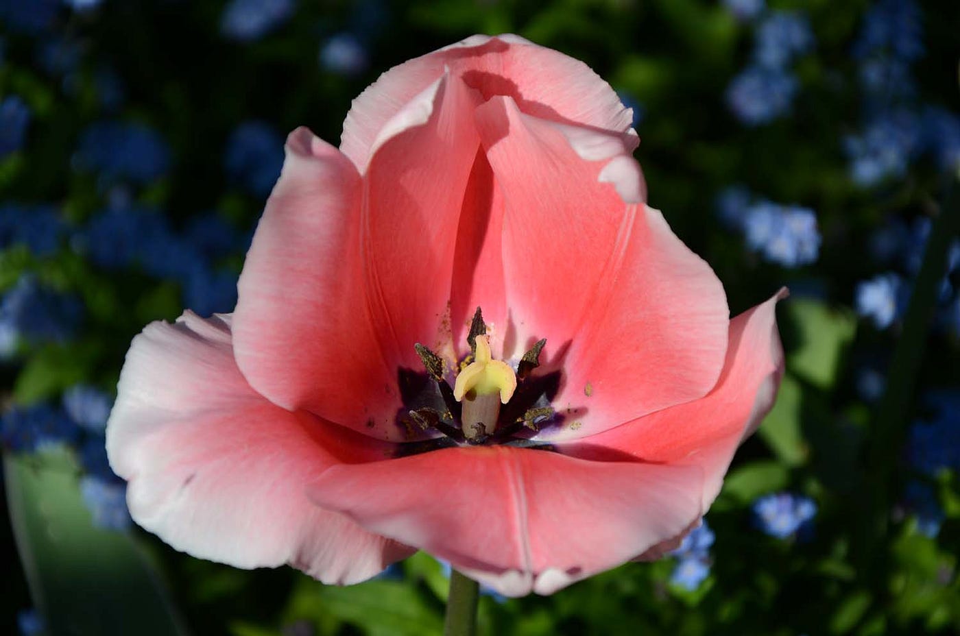 Tulip closeup
