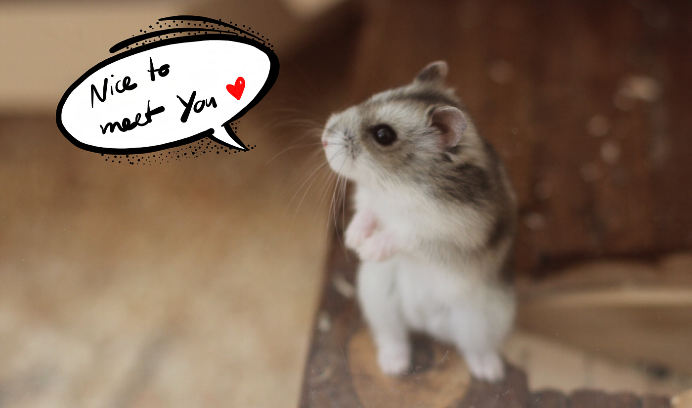 What a hamster and blockchain have in common | by Mia & the Marbles | Medium