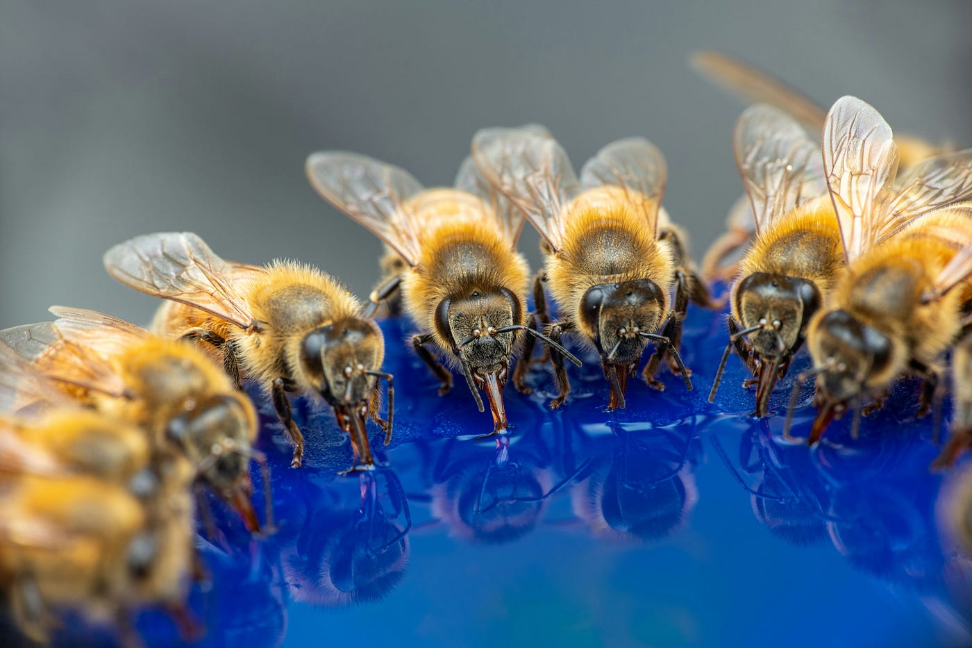Blue honey. This, by the way, is a real story. Once… | by