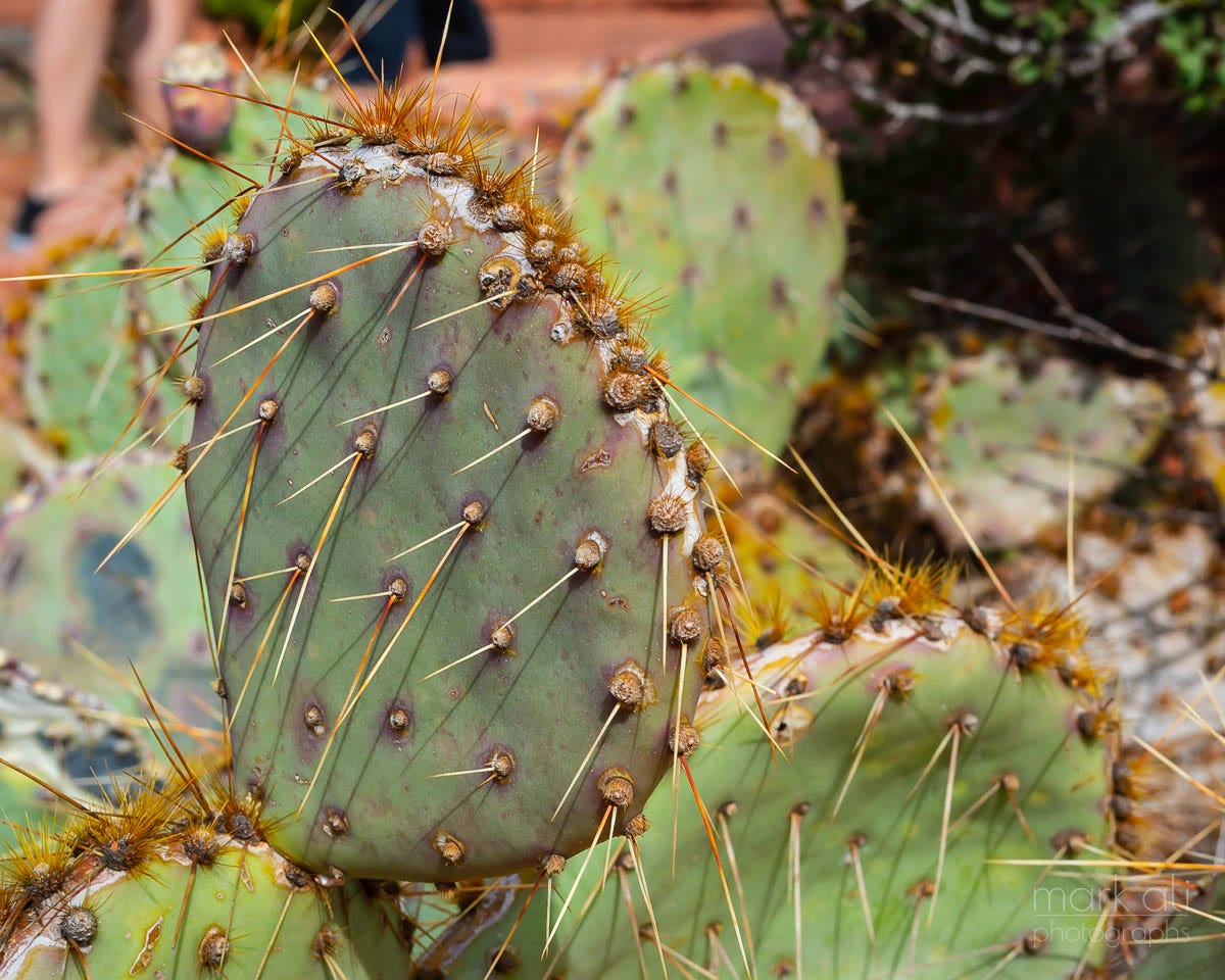 Reconsidering the Weird Cactus | SNAPSHOTS