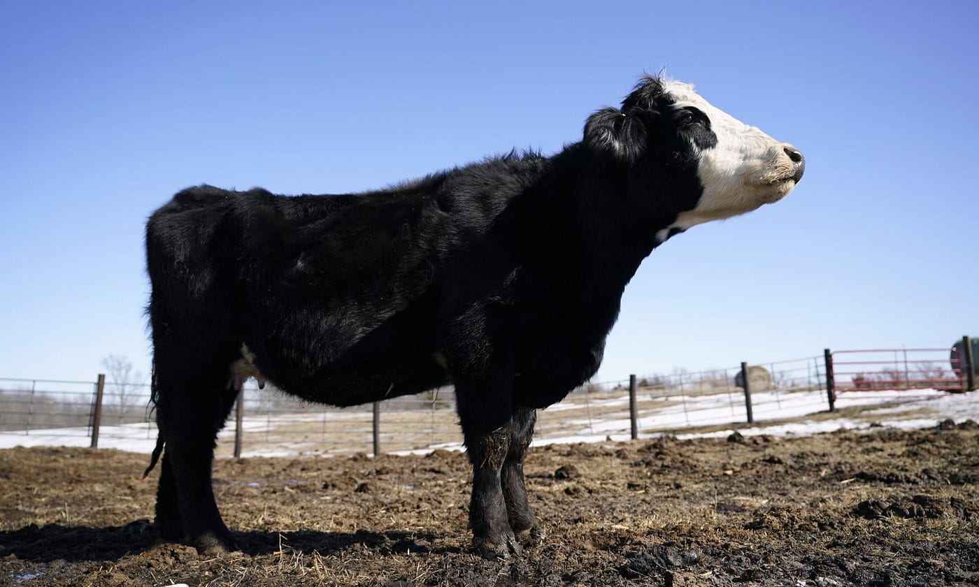 Nourrir les vaches avec des algues pourrait réduire leurs émissions de méthane de 82 %