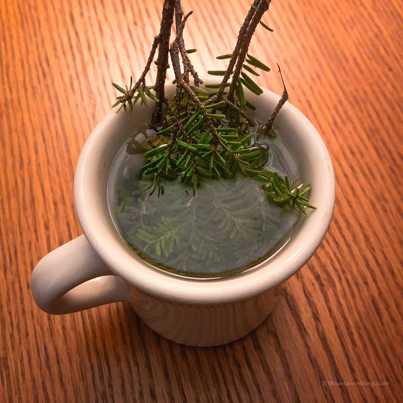 Pine Needle Tea with Pine, Spruce or Fir