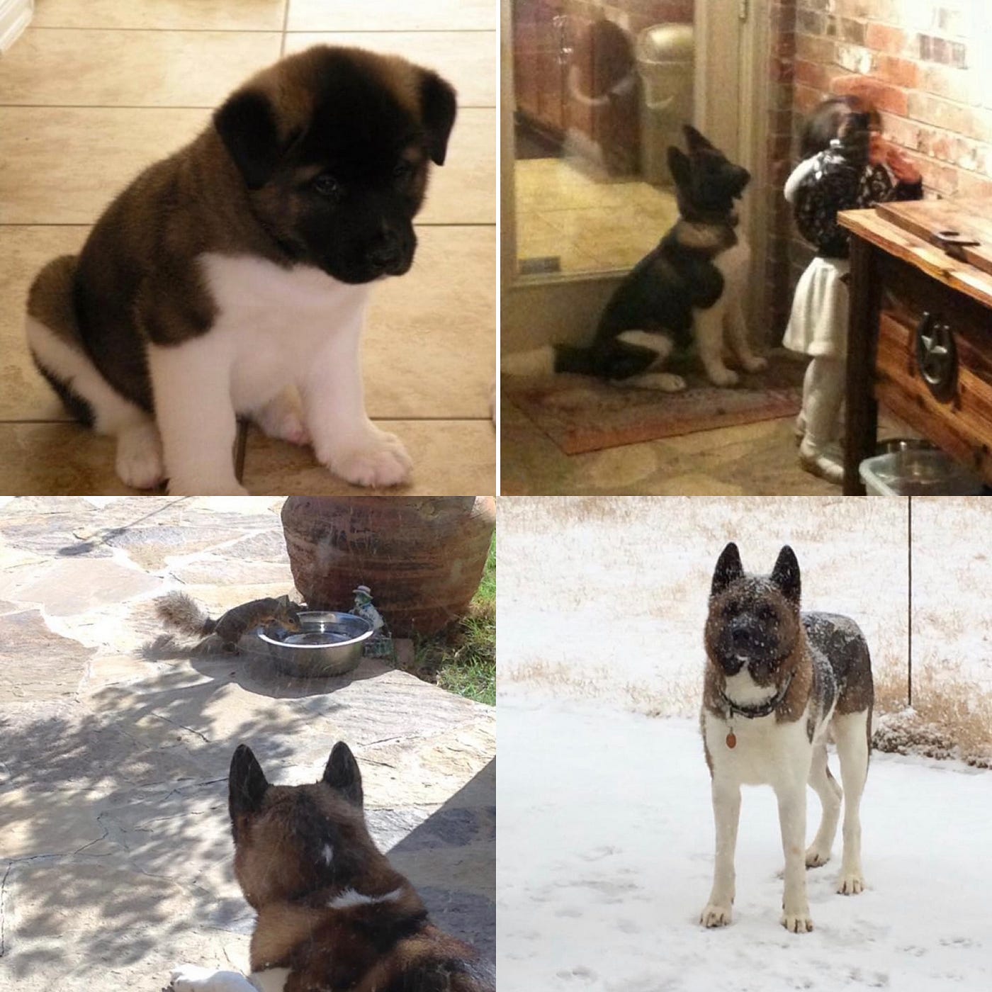 Akita Puppy Training Tips: Expert Secrets for a Well-Behaved Dog