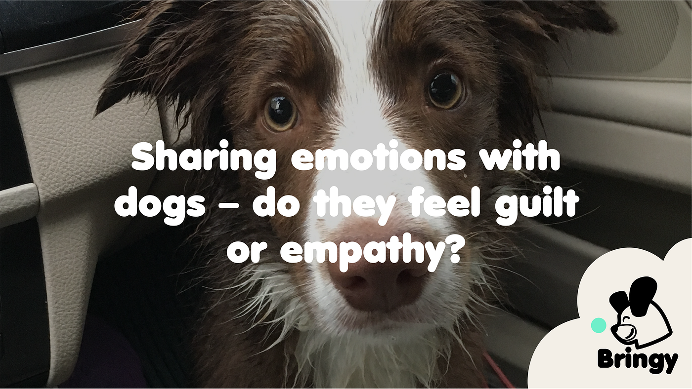 Do Dogs Feel Guilt