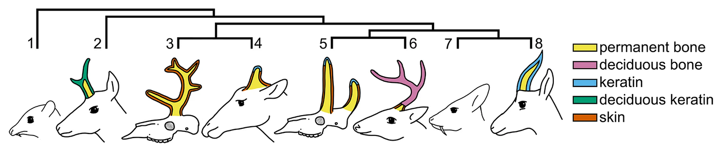 F I G U R E 1 : Cranial appendage tissue composition and phylogenetic relationships of living and extinct ruminants. Living and entirely extinct (†) ruminant families (even-toed hoofed mammals; Artiodactyla, Ruminantia), showing cranial appendage types and tissue composition. 1: Tragulidae, 2: Antilocapridae (pronghorns), 3: Climacoceratidae†, 4: Giraffidae (ossicones), 5: Palaeomerycidae†, 6: Cervidae (antlers), 7: Moschidae, 8: Bovidae (horns). Tragulidae and Moschidae lack cranial appendages. (doi:10.1038/s42003–024–06134–4)