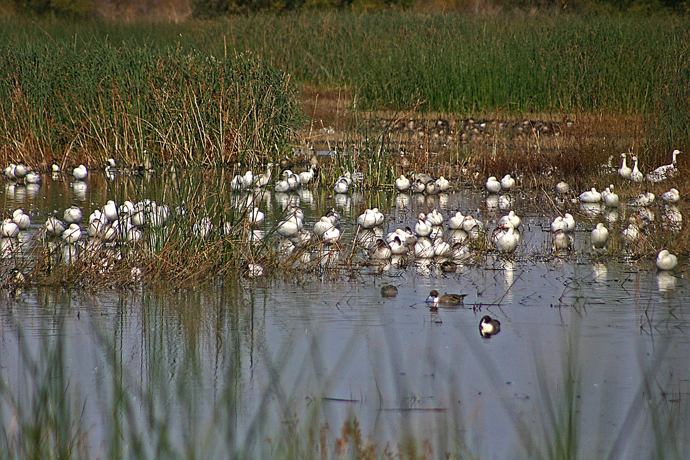 Snow and Ross’ Geese at Sacramento National Wildlife Refuge — Photo by Author