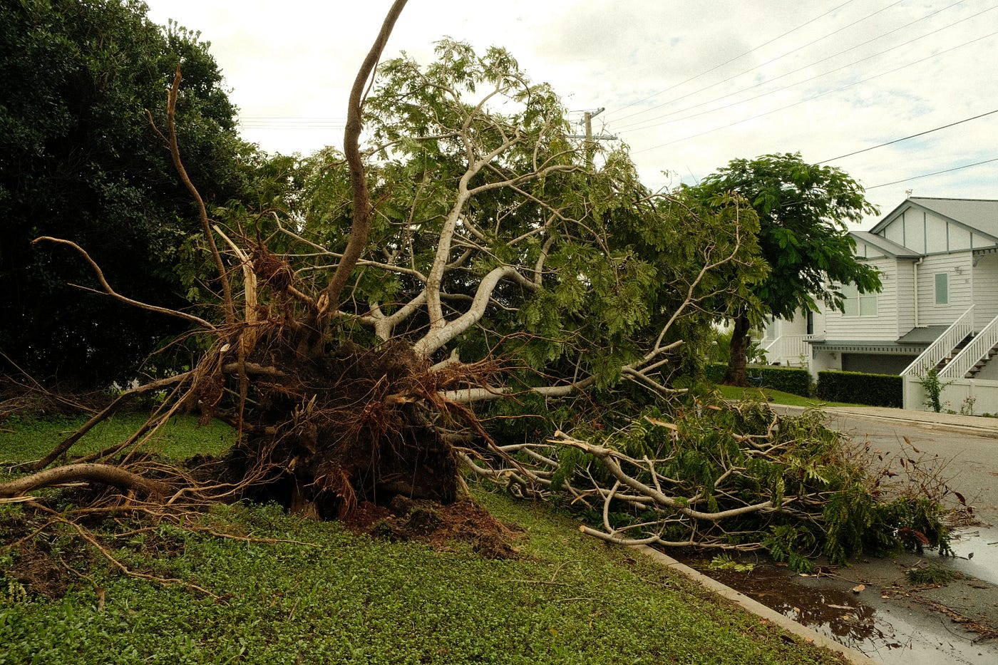 A Tree Came Down in Your Yard: The First 24 Hours (Central Ohio)