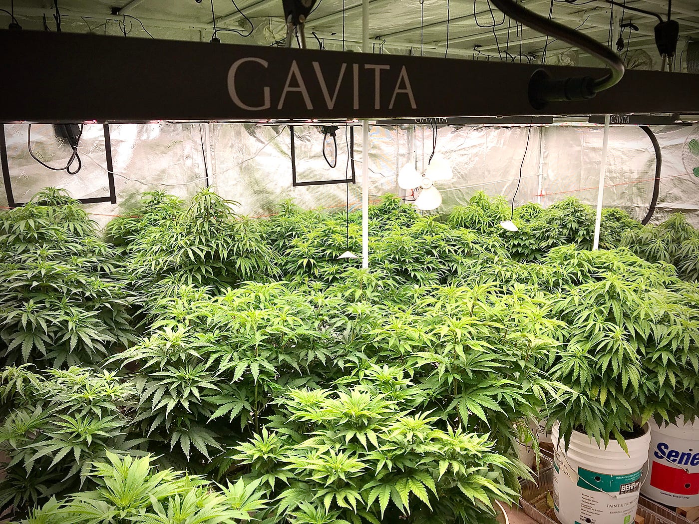 The INCREDIB(ly) affordable Gavita 1700e LED Cannabis Grow Light | by  Montana Canna | Medium