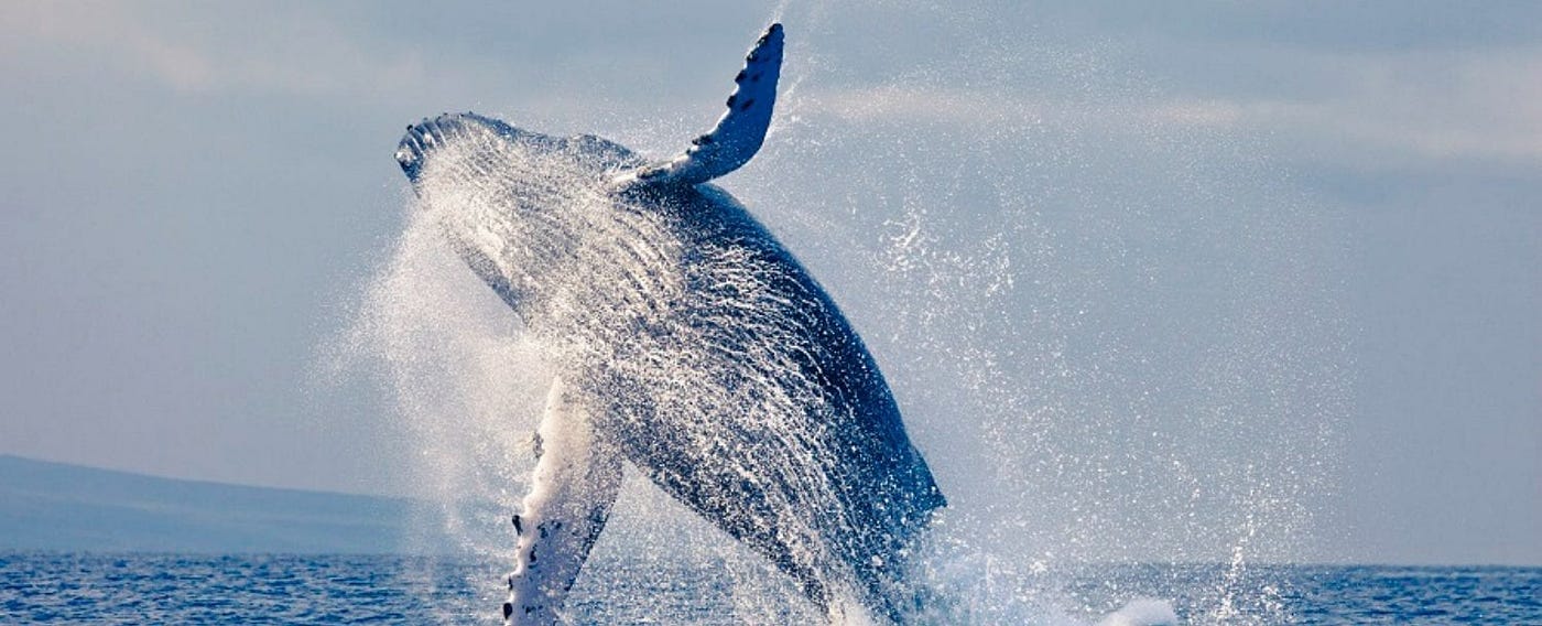 What is Whale Watching and How to Track Bitcoin Whales in 2021 | by  CoinLobster | Coinmonks | Medium