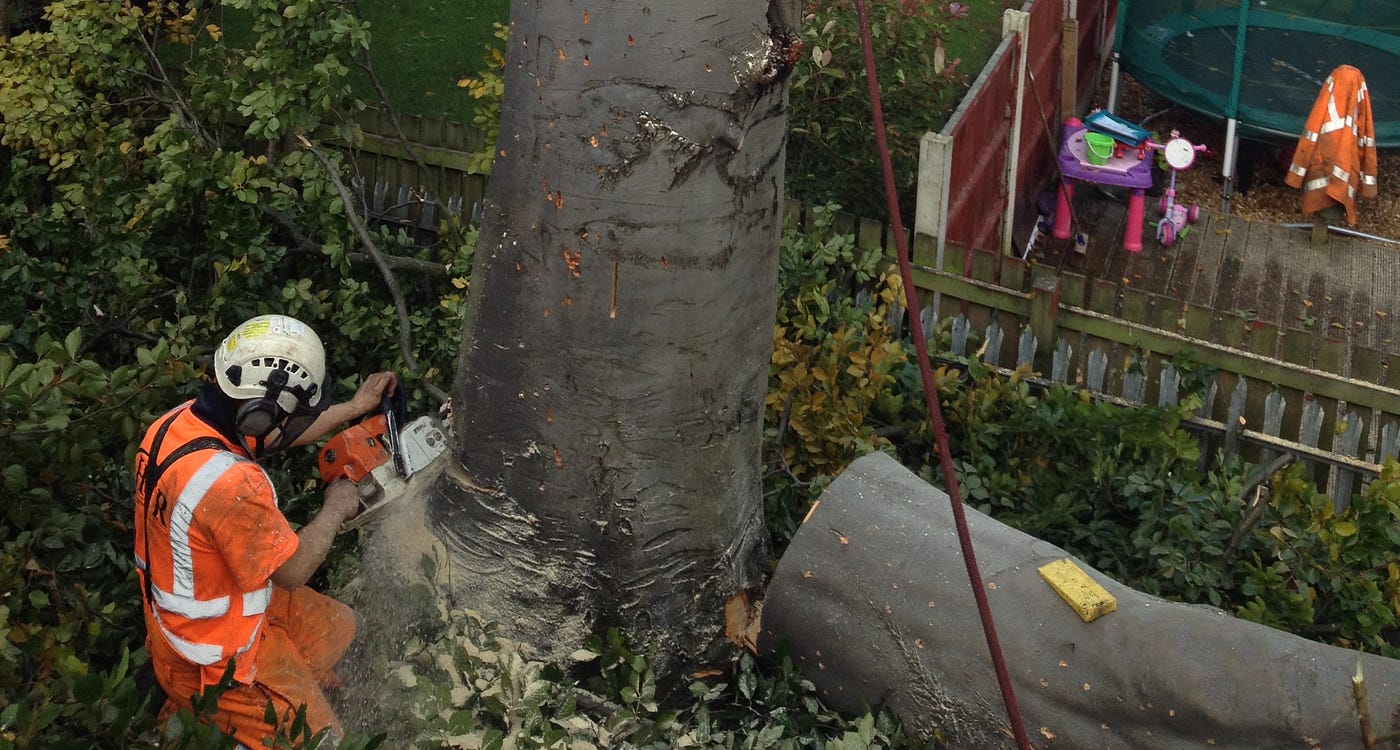 When a Tree Becomes Dangerous: A Practical Emergency Plan
