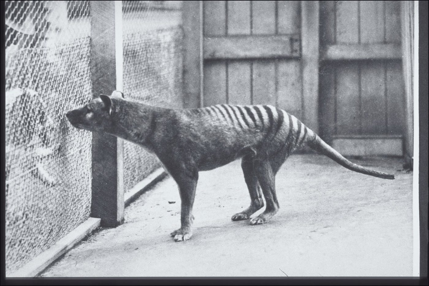 Genome of the Tasmanian tiger provides insights into the evolution