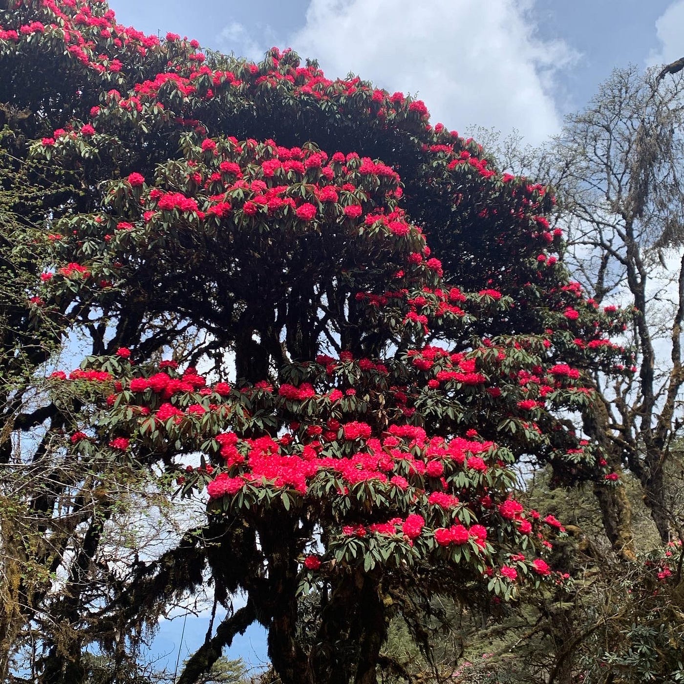 Rhododendron Festival Tour-2022. Get free consultation on festivals in |  by Amedewa Tours and Trek | Medium