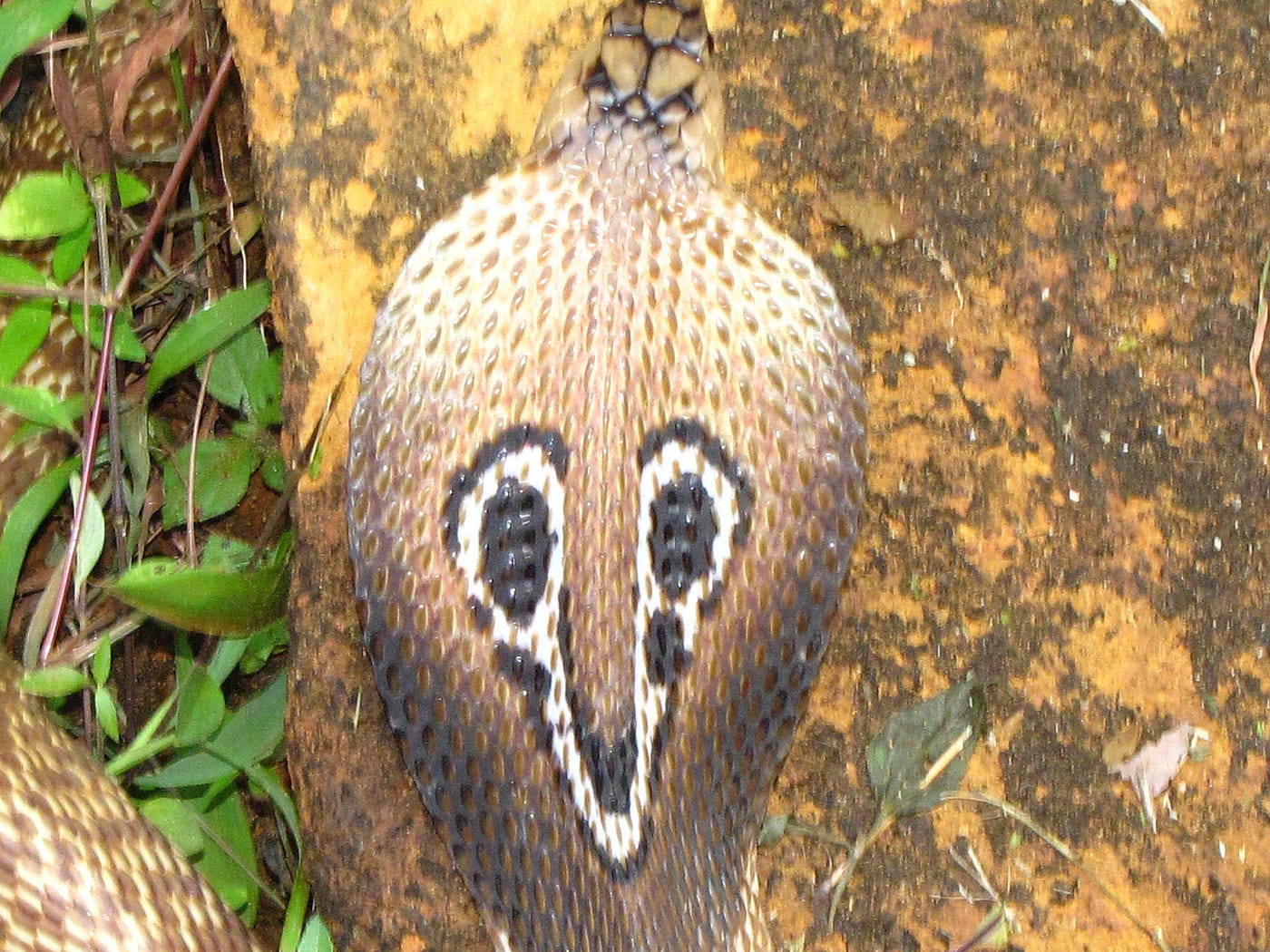 Indian cobra - Wikipedia