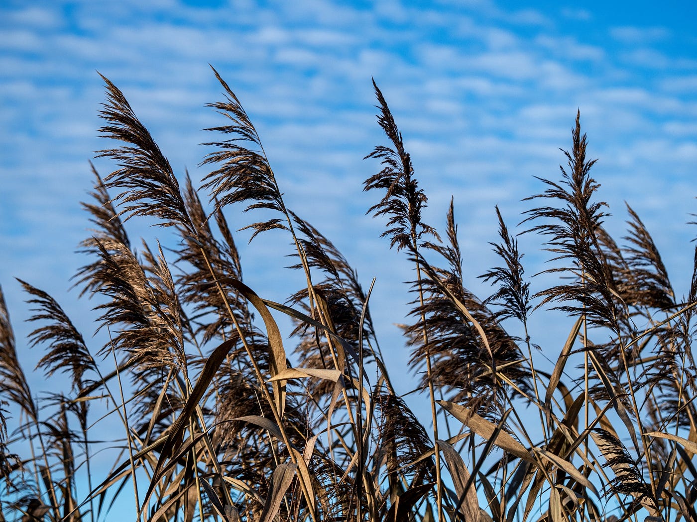 Dark winter reeds against a blue winter sky (Photo by Author)