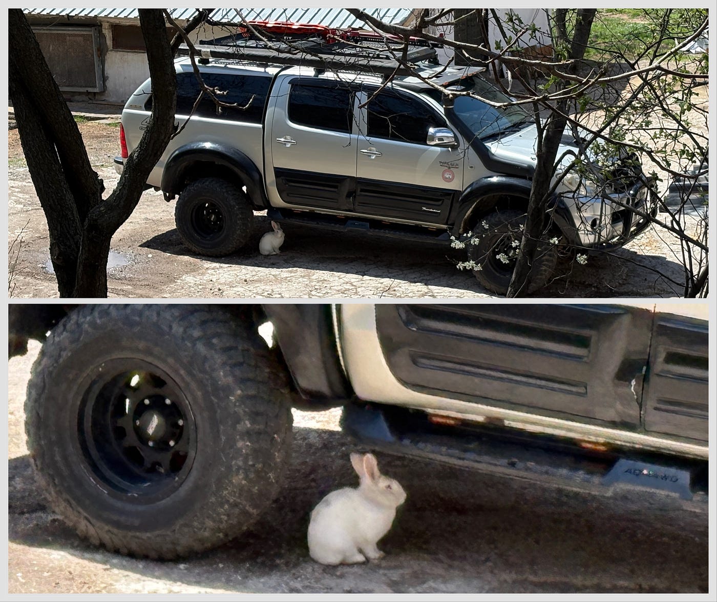ПІСНЯ ПРО ЗАЙЦІВ