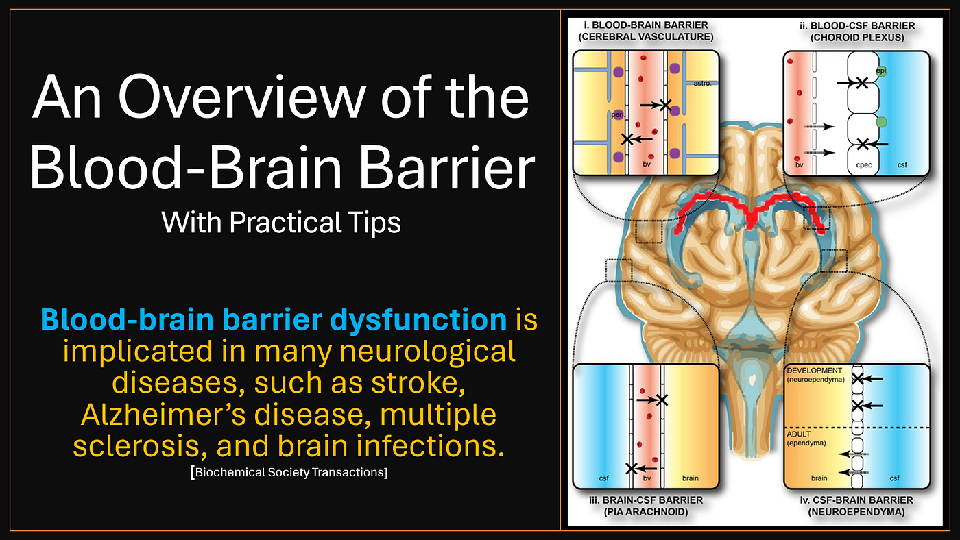 tirzepatide blood brain barrier What Is the Blood-Brain Barrier? Why & How to Protect It Proactively | by  Dr Mehmet Yildiz | ILLUMINATION