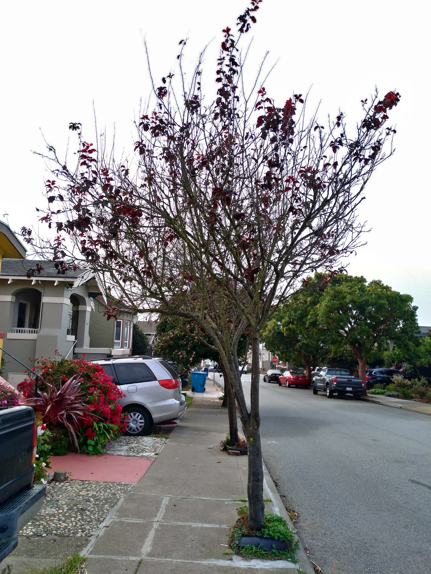 San Francisco's Top 10 Trees — San Francisco Trees