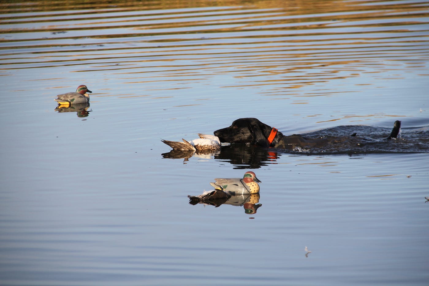 Regulated access areas offer lots of waterfowl and limited competition | by  The Washington Department of Fish and Wildlife | Medium