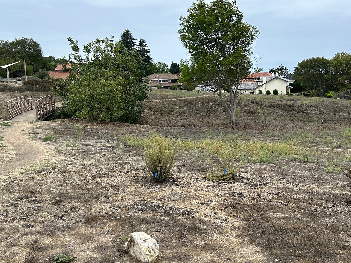 September 2025 California Sage Brush in the same location
