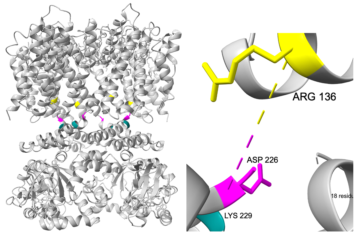 Left: Full view of ion channel SthK in an open state with key residues highlighted (PDB 7TJ6). Right: Superimposed view of SthK in an open state with a focus on the membrane interface that depicts key residues (PDB 7TJ6). The intersubunit salt bridge is between Asp 226 (magenta) and Arg 136 (yellow), represented by the dashed line. Lys 229, which was mutated to verify the salt bridge’s role as the cold sensor, is highlighted in teal. CC by SBGrid.