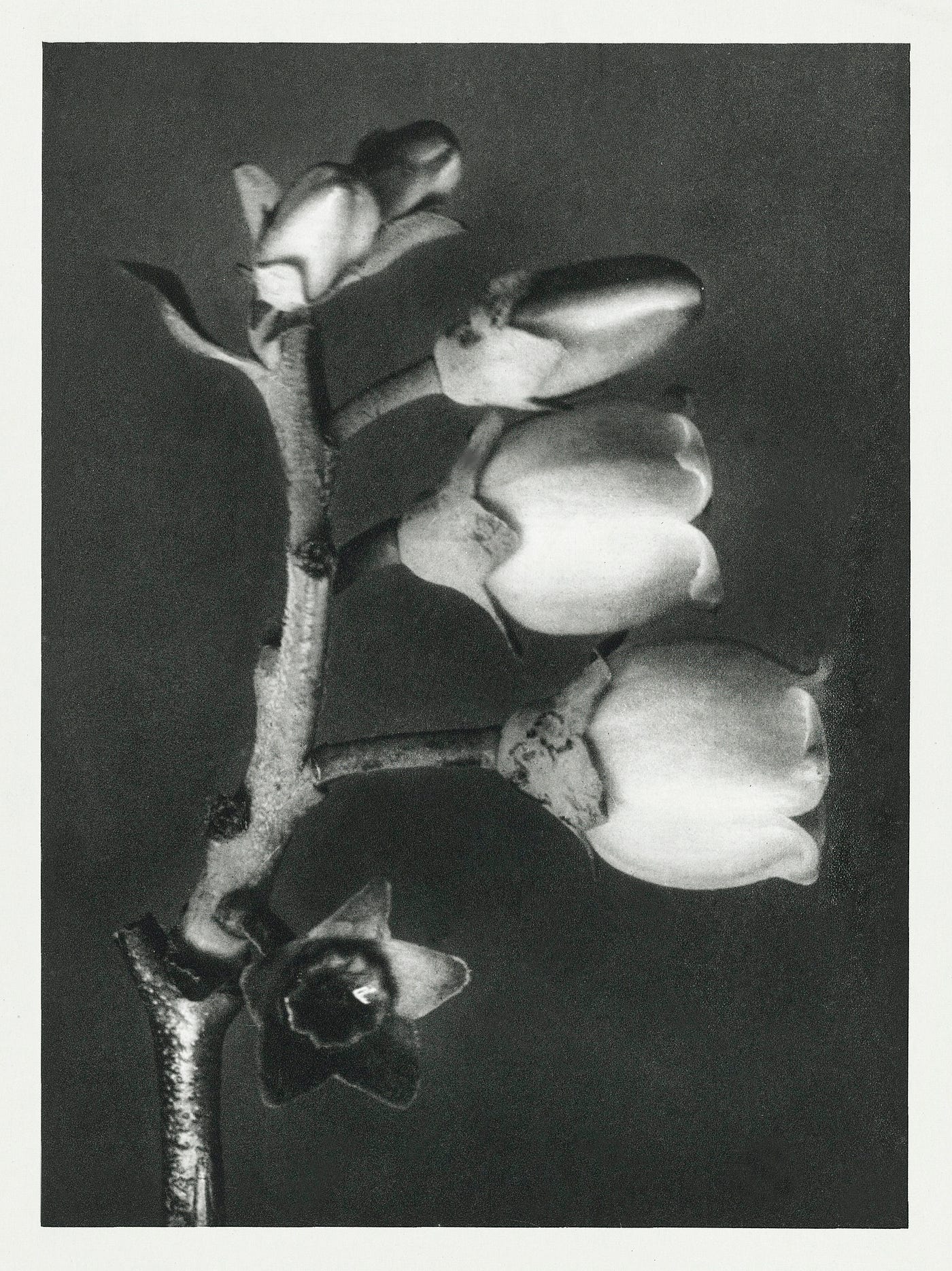 These Black-and-White Plant Photos From the 1920s Are Simply Stunning | by  Summer Anne Burton | Tenderly