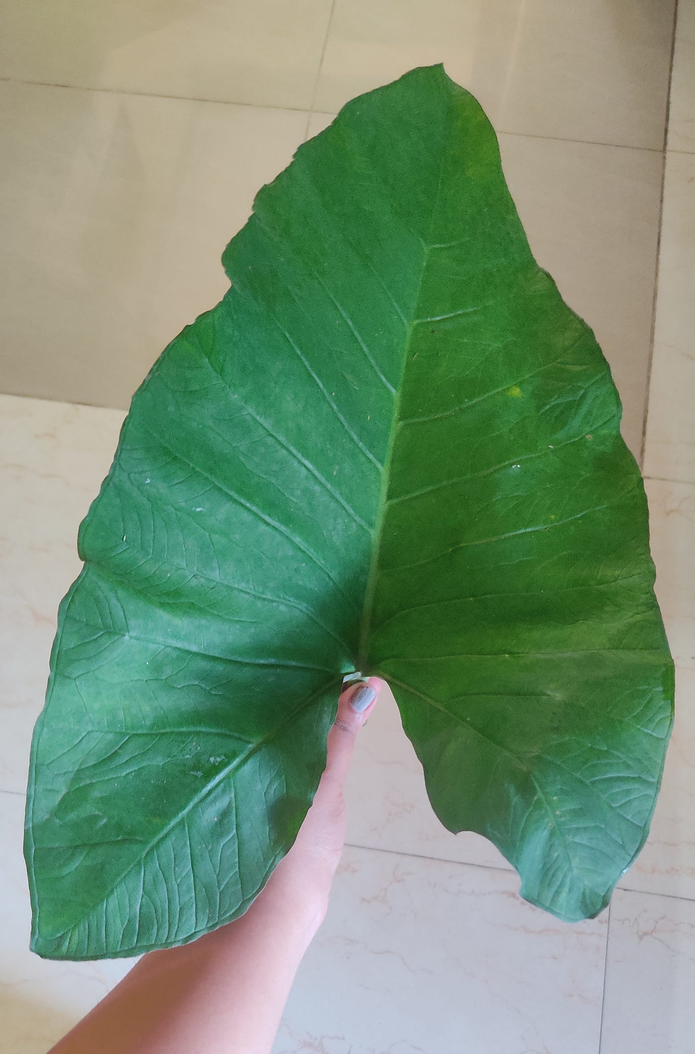 kochu pata (Taro leaf). Photo by the Author.