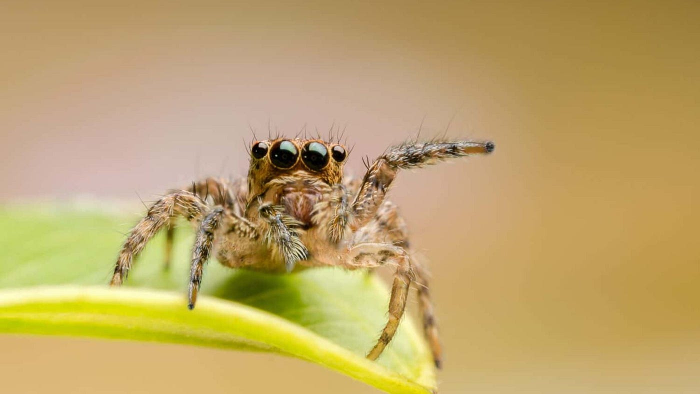 What Do Jumping Spiders Eat? Insects, Prey, and More!