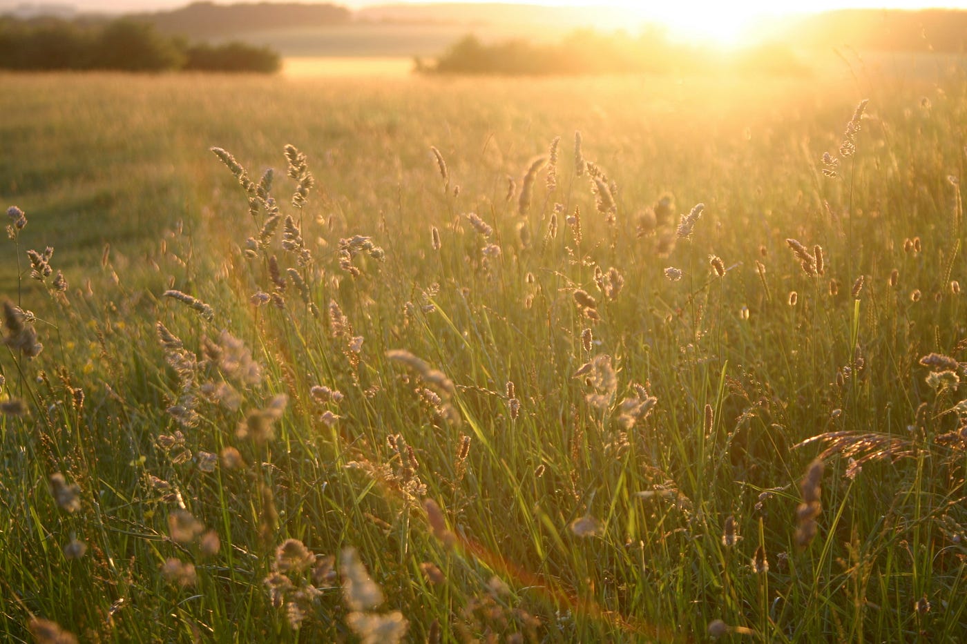 Dorset dialect or standard English — which variant of Linden Lea is more mellifluous?