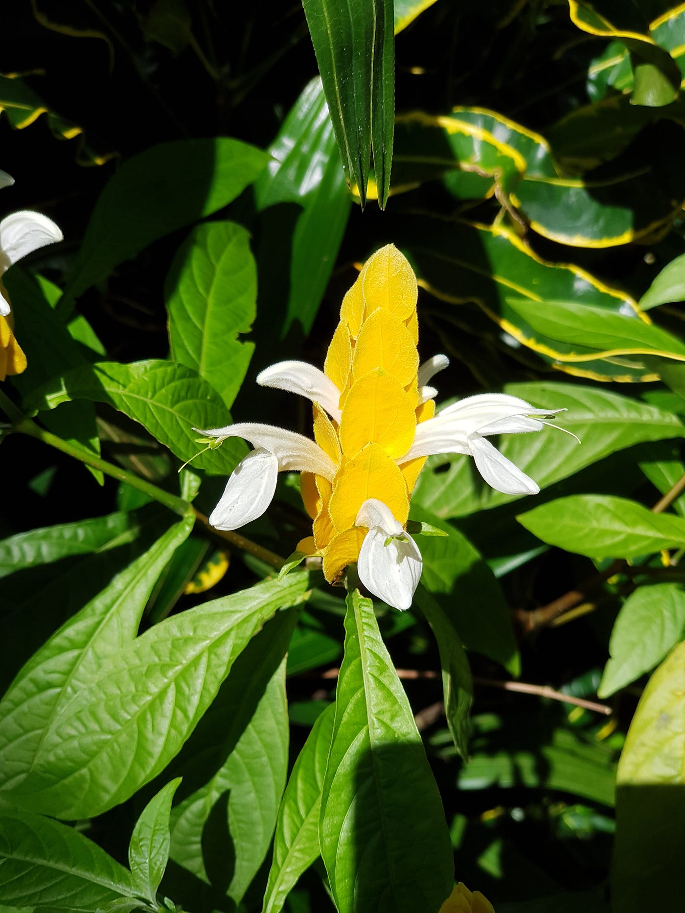 Bali Flower
