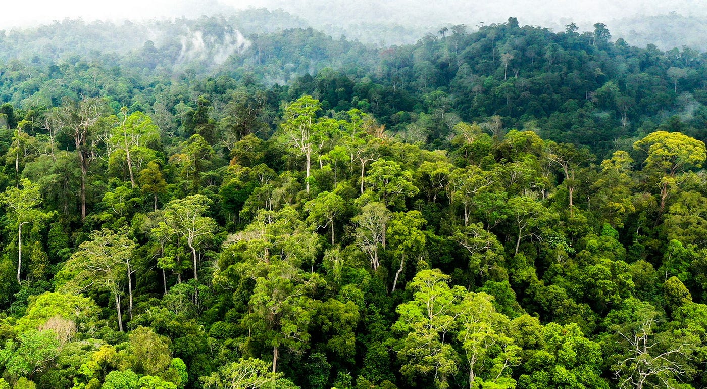 Strategi Efektif dalam Pengelolaan Hutan Berbasis Data Curah Hujan