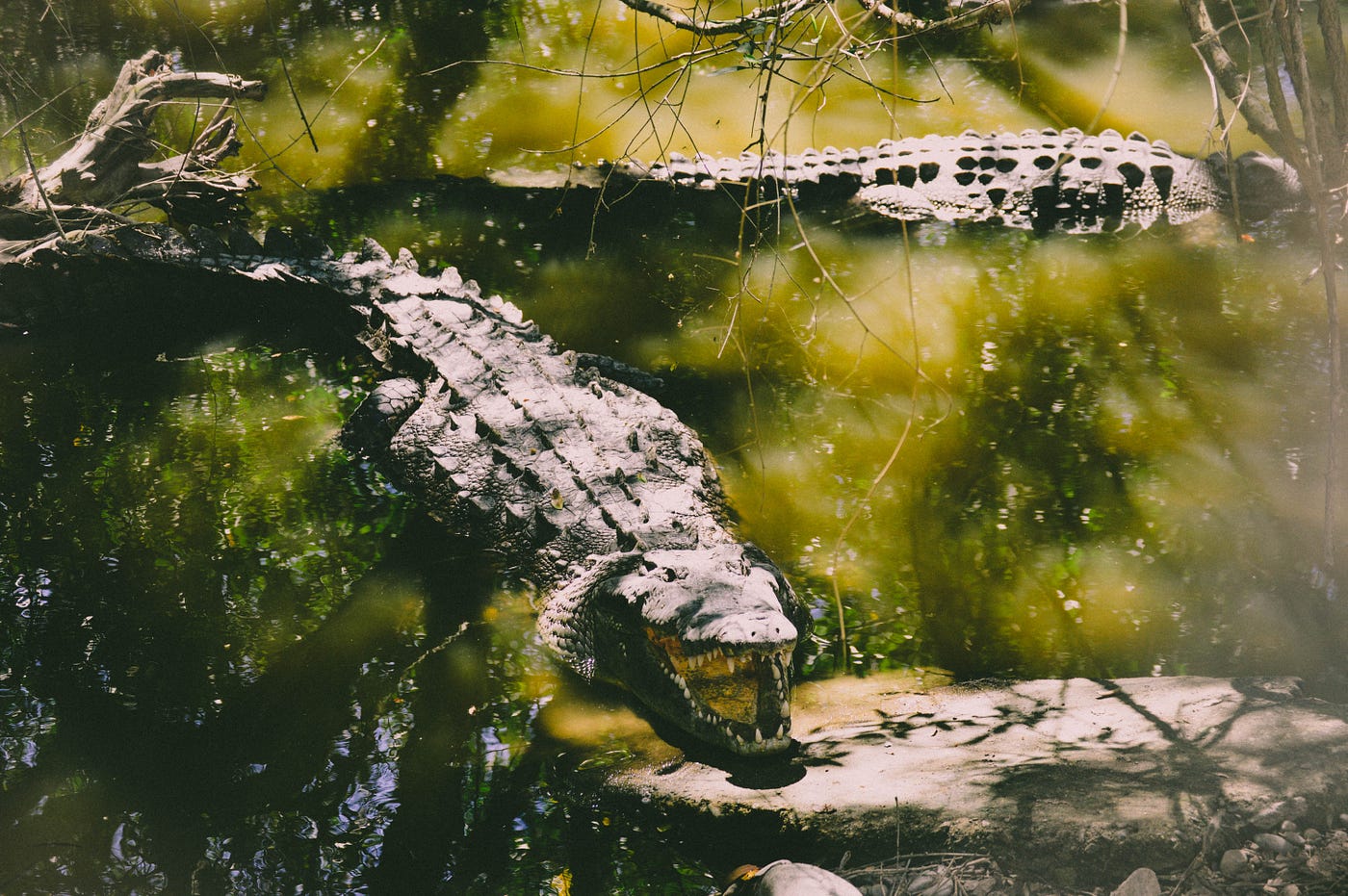 I fell out of a kayak in a crocodile-infested river | by Pete Monaghan |  Medium