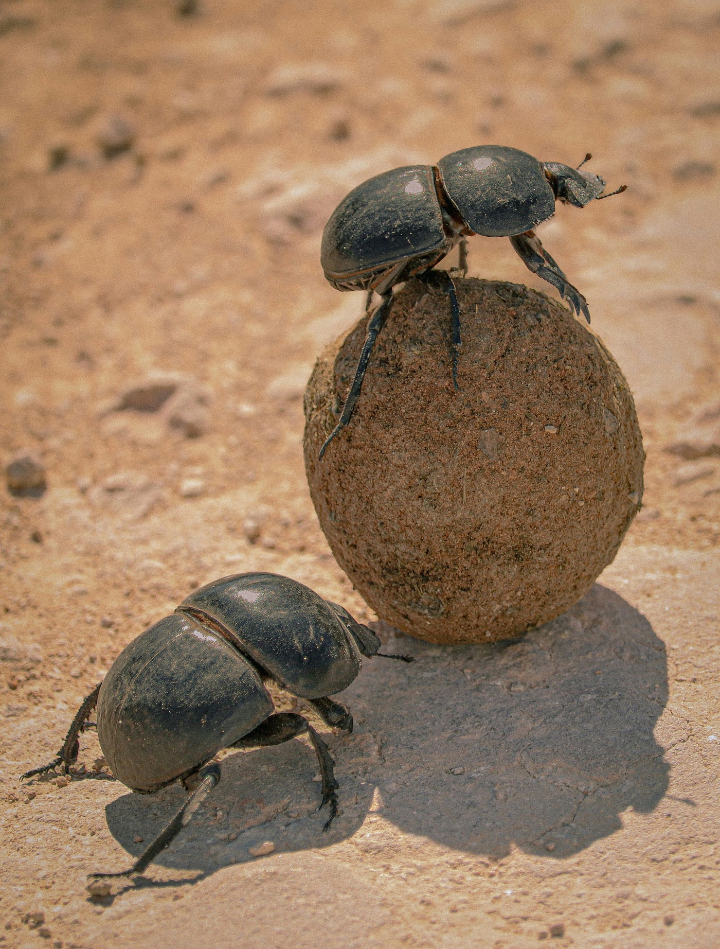 A Dung Beetle’s Annual Employee Self-Assessment