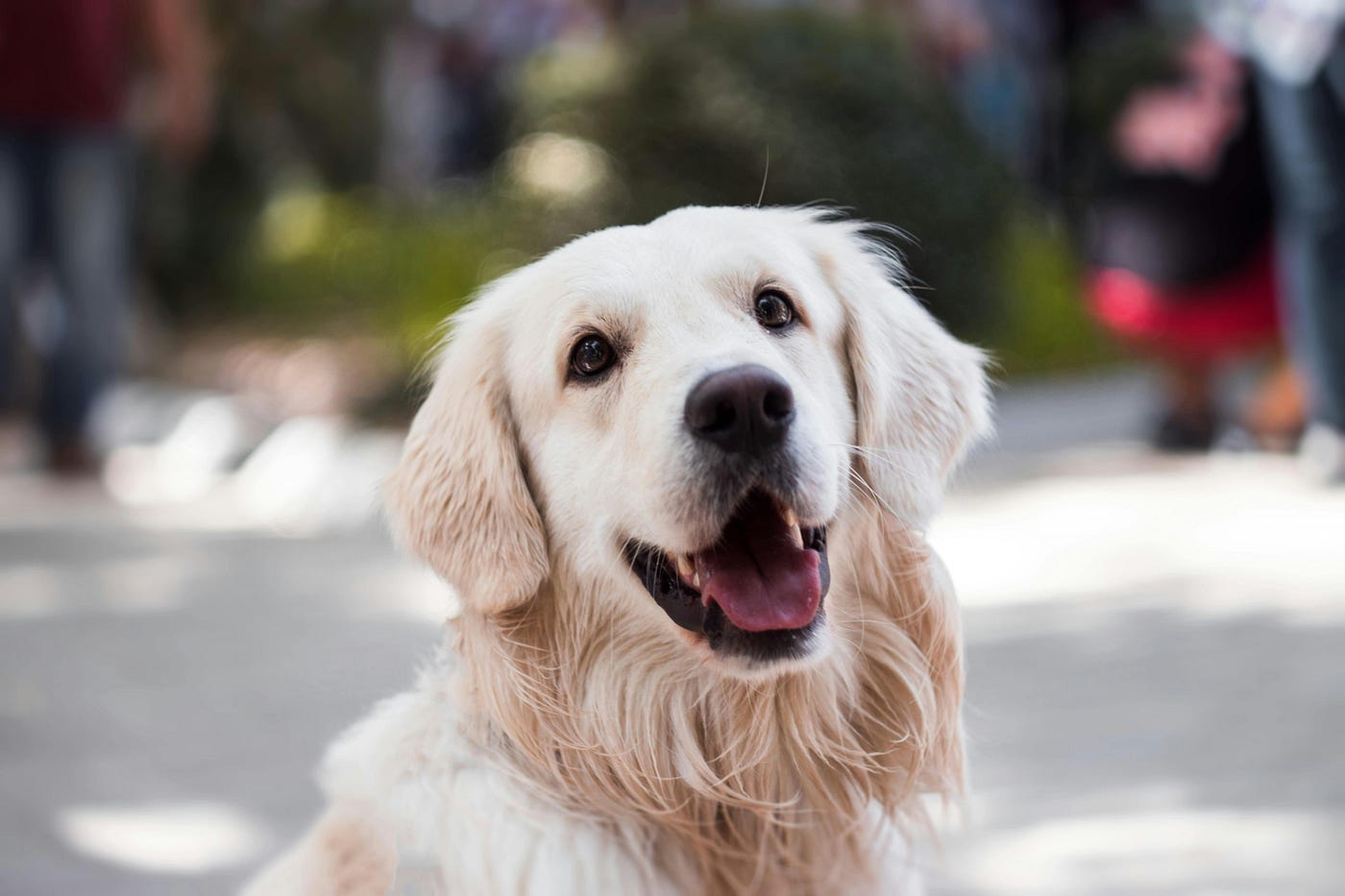 I cani vanno in paradiso? Una prospettiva piena di speranza