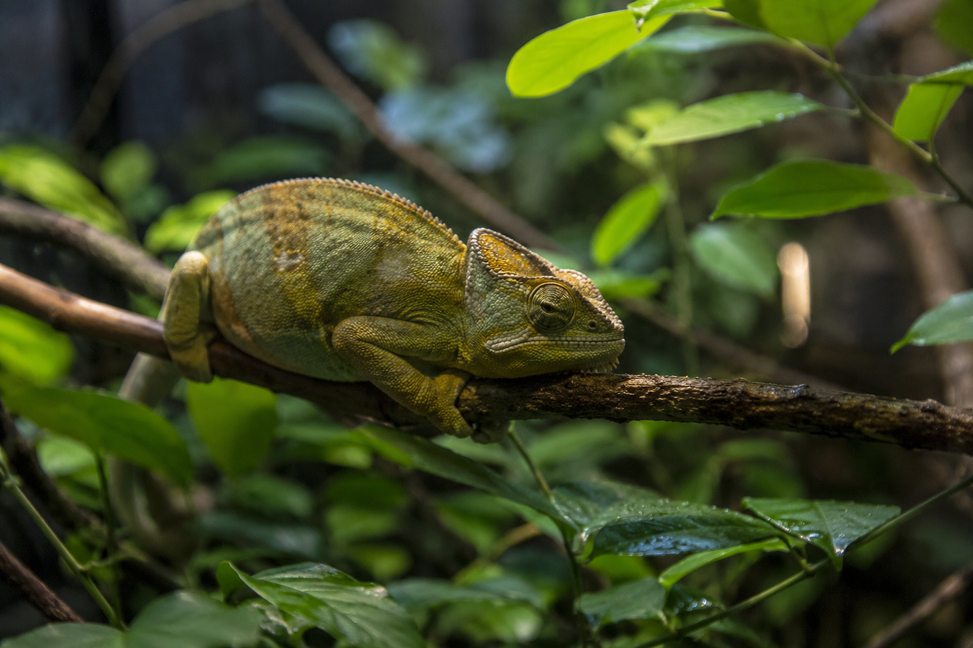 Why Is My Chameleon Staying in One Spot and Not Moving?