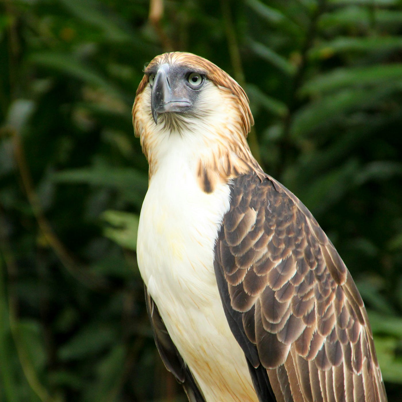 New Philippine Eagle nest found in Mindanao Island